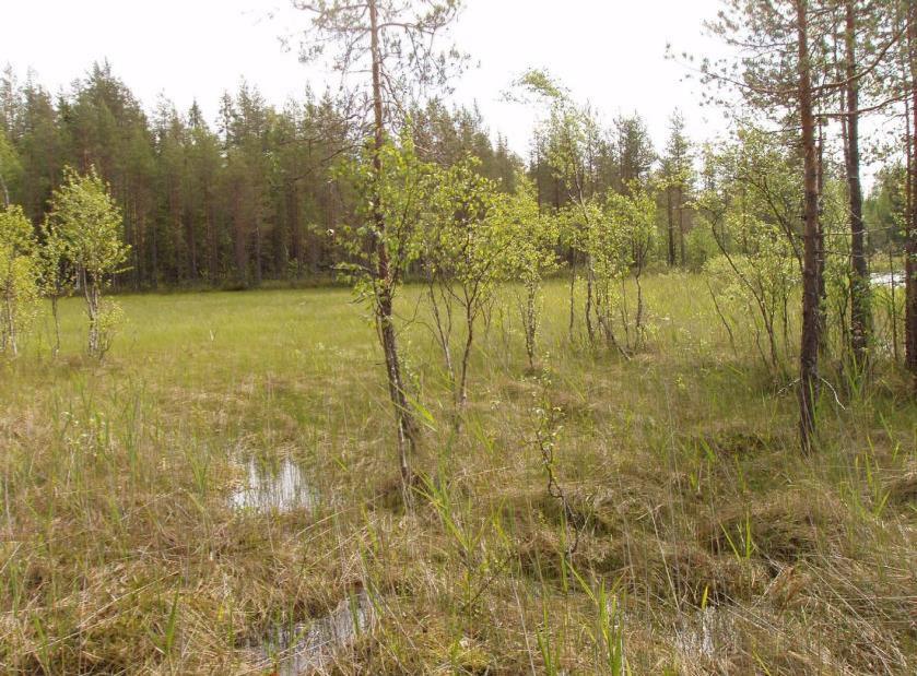 FCG SUUNNITTELU JA TEKNIIKKA OY Kaavaselostus 11 (24) 3.1.2017 UPM-Kymmene Oyj P10310 Arvoluokka: muu luonnonsuojelullisesti arvokas Maankäyttösuositus: MY 12.