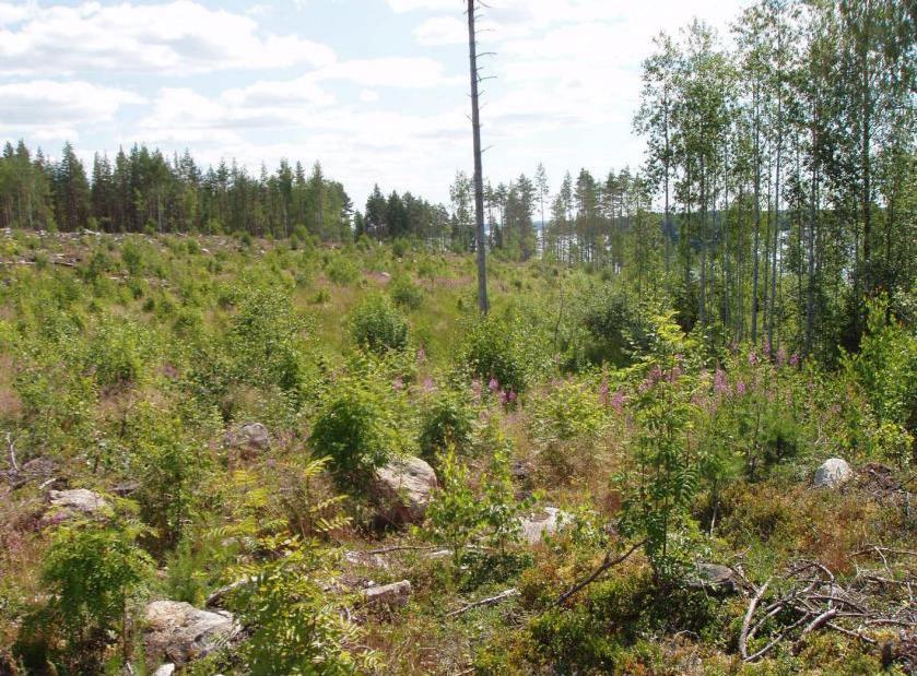 FCG SUUNNITTELU JA TEKNIIKKA OY Kaavaselostus 3 (24) 3.1.