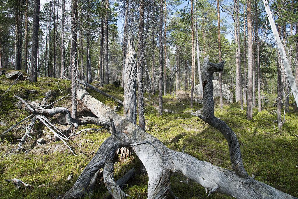 viestintäasiantuntia