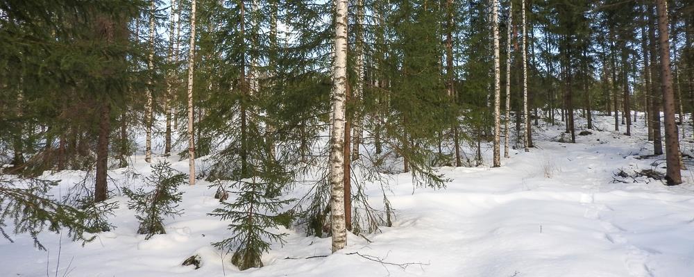 2. Menetelmät ja aineisto Selvitysalueella lumi oli jo riittävästi sulanut puiden tyviltä useamman peräkkäisen lämpimän ja sateettoman päivän jälkeen.