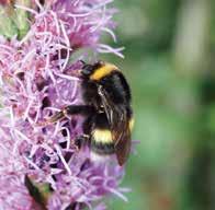tuottamaa hunajaa. Mehiläisten vienti ja rooli pölyttäjinä Varroattomien mehiläisten vientiä ei ole harjoitettu Mansaarella kovin suuressa määrin toisin kuin Ahvenanmaalla.