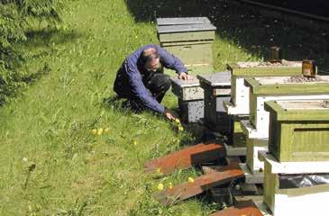 Tilan mehiläistarhaus koki modernisaation, kun Seppo kävi vuonna 1964 mehiläishoitokurssin Kirkkonummella ja siirsi tarhauksen latomapesiin.