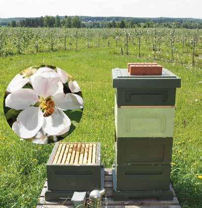 Mehiläiset ovat omenatarhoille yhä tärkeämpiä Monipuolisesti mehiläisten ravintokasveista Kuvat Virpi Aaltonen SML:n pölytyspalveluseminaarit järjestettiin tänä keväänä Salossa ja Hämeenlinnassa.