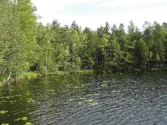 planktonica (määritys A. Mettinen) massaesiintyminen, joka näytteenottajan mukaan oli havaittavissa koko järven alueella.