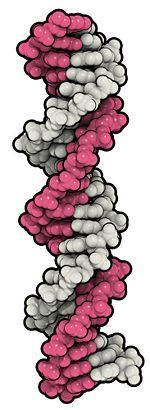 2. Alkusyntyoppi eli abiogeneesi (R2) Abiogeneesi eli alkusyntyoppi tarkoittaa elämän ohjaamatonta ja tarkoituksetonta syntymistä itsestään elottoman aineen (esim.