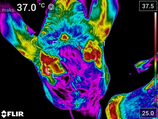 Eläinten infrapunalämpökuvantaminen (IRT) on kehon Kuva Lilli Frondelius pintalämpötilan mittausta Mitattuun lämpötilalukemaan