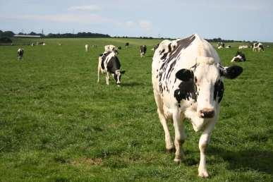 Game Farm, Singleton, Lancashire, UK Tilatutkimus Ruokinta talvella 2002 Käytännön koe tavasta, jolla lehmät saadaan syömään enemmän säilörehua ja tuottamaan enemmän maitoa 150 Holstein-lehmää, jotka