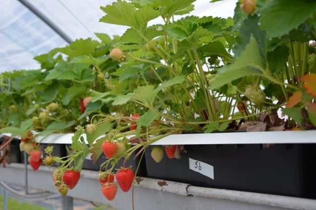 u k/fruit_types/mallingcentenary/ Tray-taimet istutettiin toukokuun lopulla tunneliin ja sadonkorjuu alkoi 19.7. ja päättyi 3.