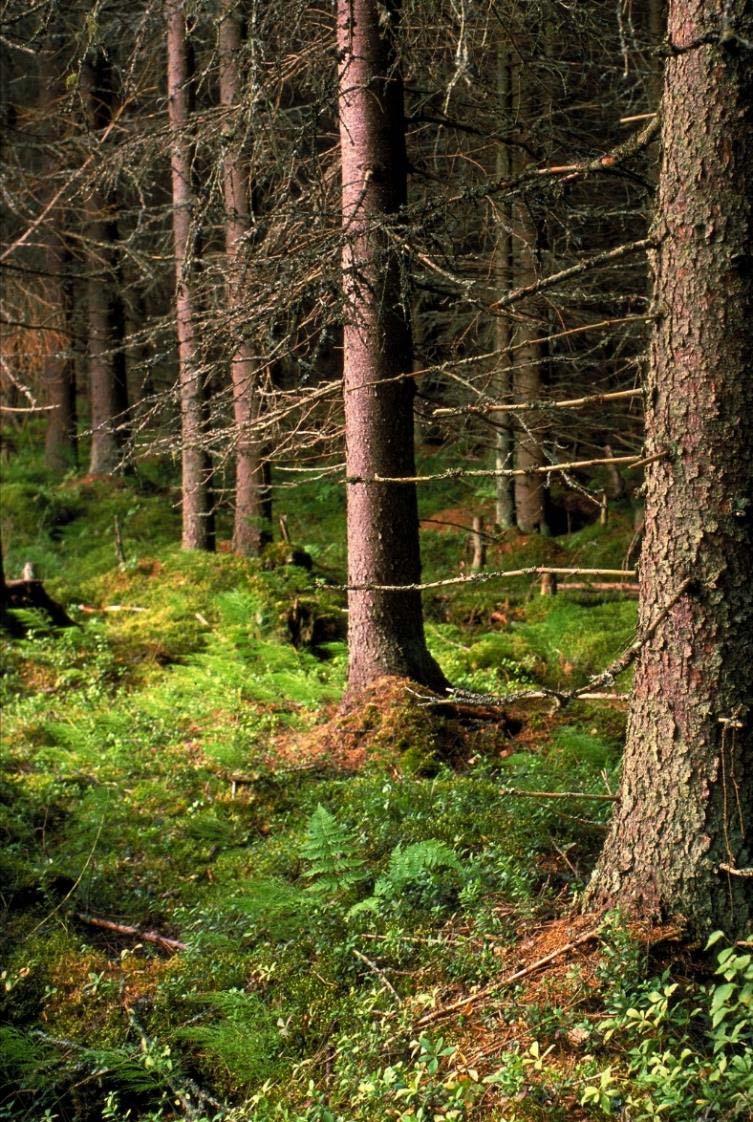 Tiedot: VMI11 / Antti Ihalainen Metsäojitus 110 vuotta!