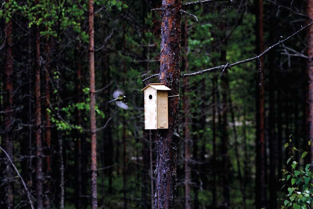 Luonnon inspiroimaa suomalaista muotoilua Suomen kauniin luonnon neljä vuodenaikaa, vehreät metsät ja siniset järvet kalliorantoineen ovat loputon inspiraation