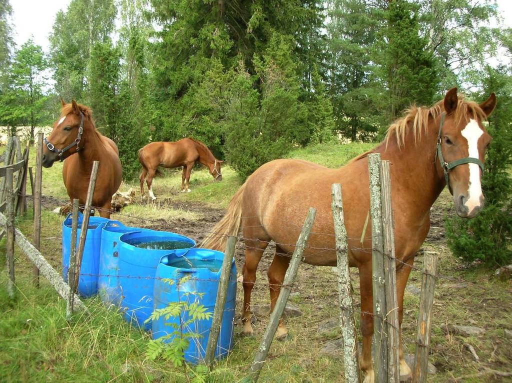 Hevosia tulisi hyödyntää nykyistä enemmän luonnonlaitumien laidunnuksessa.