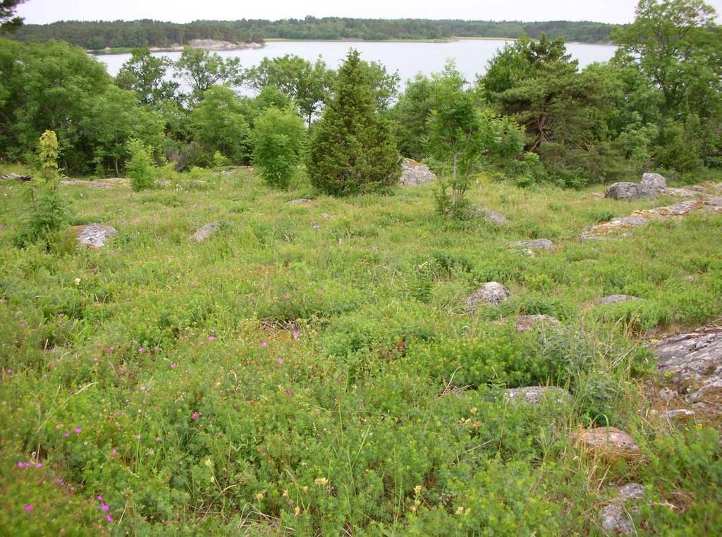 WWF:n, Metsähallituksen ja Lounais-Suomen ympäristökeskuksen yhteisvoimin kunnostettua kalkkivaikutteista ketoa Iniön Hallonnäsin yksityismaiden suojelualueella.