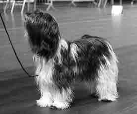 AURINKOKEIJUN PIKKU-PILVETÄR FI19538/10 n (Buffing Pilviparta * Hyrdinden s Boogie Beatrice) M Laurila / K & T Lonka 19 months. Very feminine. Bit short in the body. Fine head, beautiful dark eyes.