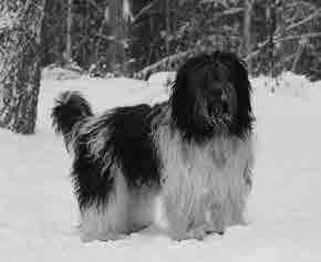 Joensuu kv 13.8.2011 Theo Leenen, Belgia 3 years, a strong dog. Good size. A little bit long in body. A correct masculine head with a broad skull and quite short muzzle. Well set ears.