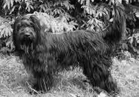 Rauma kr 14.5.2011 Hans v.d. Berg, Alankomaat Excellent in type, good size, short back, excellent head shape, short muzzle, excellent expression, right in bone, good rear & tailset, good coat texture.