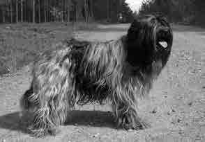 I love his temperament a lot. Good coat texture. Moves like a young dog. VET ERI 1 SA PU 2 VASERT ROP-VETERAANI Harjavalta ry 28.5.