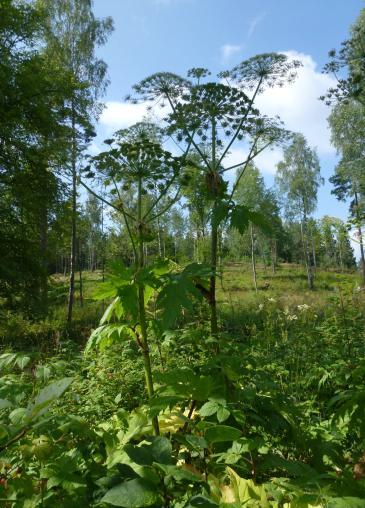 Jättiputkista eroon Kirkkonummella