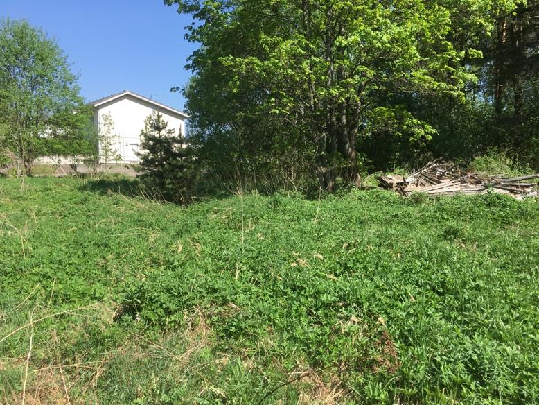 2 Maastokäynti 16.5.2018 Kävin tarkistamassa tontin luontoarvoja 16.5.2018. Lämpimän toukokuun alun takia uutta kasvillisuutta oli noussut jo kohtuullisesti, ja alueen luontotyypit olivat tunnistettavissa.