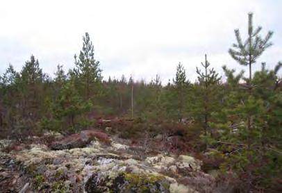 Tieyhteys voimalalle on suunniteltu rakennettavan jatkona voimalan 5 huoltotieyhteydelle. Huoltotie sijoittuu kallioiselle selänteelle, jonka mäntyvaltainen puusto on varttunutta.