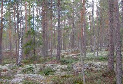 Pensaskerroksessa kasvaa katajaa. Huoltotie voimalalle 14 kulkee pitkin kiinteistörajaa, jolta puusto on poistettu. Kalliopohjainen talousmetsä on nuorta mäntyä kasvavaa kuivahkoa kangasta (VT).