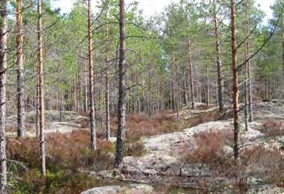 Voimala 17 Voimala 17 sijoittuu olemassa olevan metsäautotien varrelle, eikä se siten tarvitse erillistä huoltotieyhteyttä.