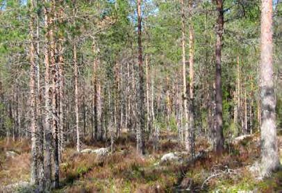 Vähäpuustoiset kallioselänteet erottuvat hyvin maastossa ja ne ovat mahdollisia metsälain 10 :n tarkoittamia kohteita.