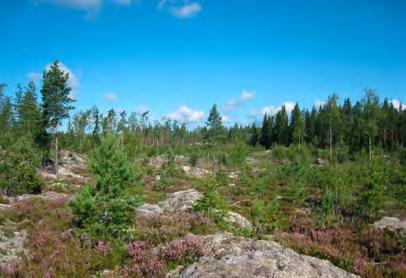 Toinen suo on ojitettua korpea, jolla on äskettäin tehty metsänhakkuita. Voimala 33 Voimala 33 sijoittuu loivapiirteiselle kallioselänteelle, joka on osa laajahkoa metsänuudistusaluetta.