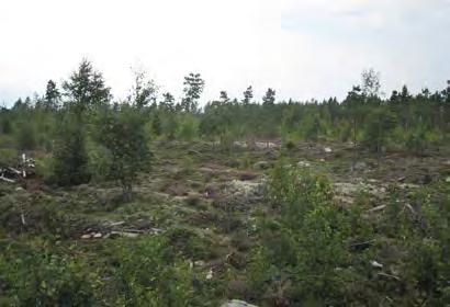 Voimala 34 Voimala 34 sijoittuu metsänuudistusalueelle, jolla kasvaa jo harvakseltaan nuorta puustoa. Metsätyyppi on kuivahko kangas (VT) ja aluskasvillisuudessa esiintyvät runsaina mm.