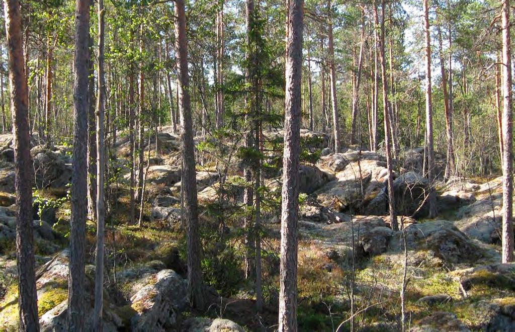 Kuva 11 63 Voimalan 45 sijoituspaikka. Voimala 45 Voimala 45 sijoittuu Lilla Sandjärvin eteläpäähän kallion laelle. Puusto on mäntyvaltaista, mutta myös kuusta, katajaa sekä koivua esiintyy paikoin.