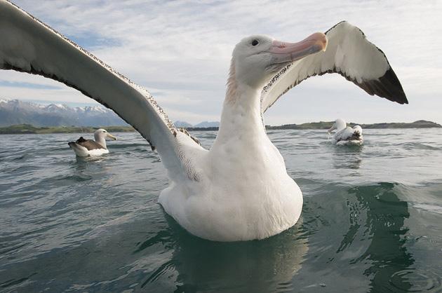 Ryhmällemme on varattu auringonnousun aikaan tehtävä yksityinen ja pidennetty albatrossi- ja merilinturisteily.