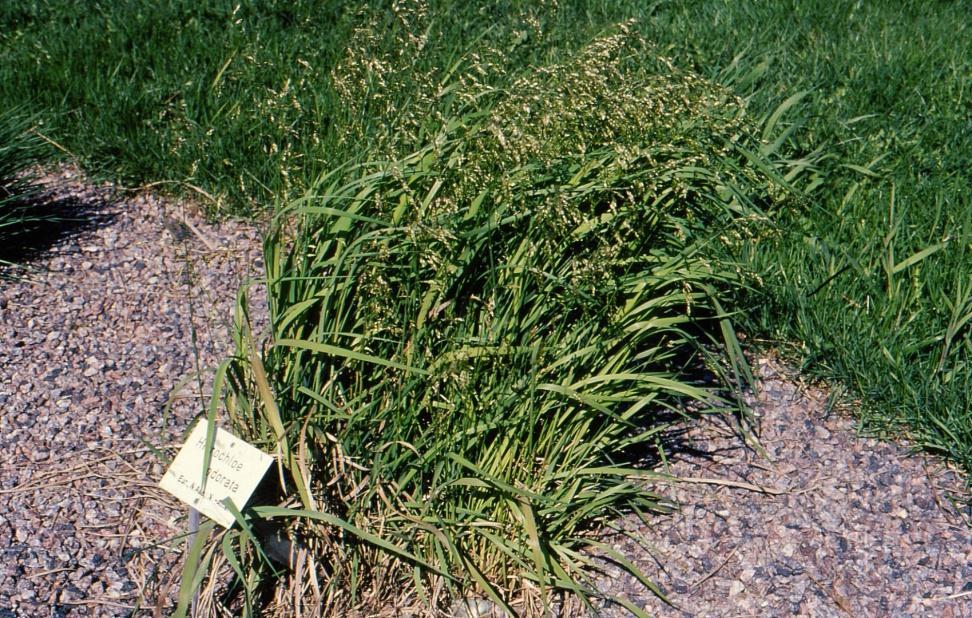 Lännenmaarianheinä (Hierochloe odorata) Sweet grass Kylvösiemeniä vaikea saada Lisätään rönsypaloista Rönsyilevä laji >> >> rikkaruohontorjunta!