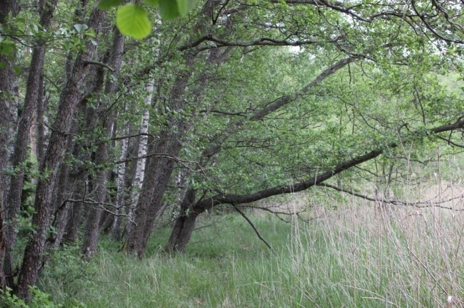 Tervaleppävyön jälkeen alkaa rantaniitty, jossa kasvaa pääosin järviruokoa ja lähellä tervaleppävyötä punanataa, nurmilauhaa, mesiangervoa ja suoputkea.