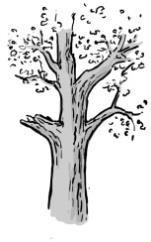 Puu on silti elävä. Vaurio antaa eri eliöille suuren sisäänpääsypinnan, ja se saattaa kehittyä ontoksi laho-onkaloksi.