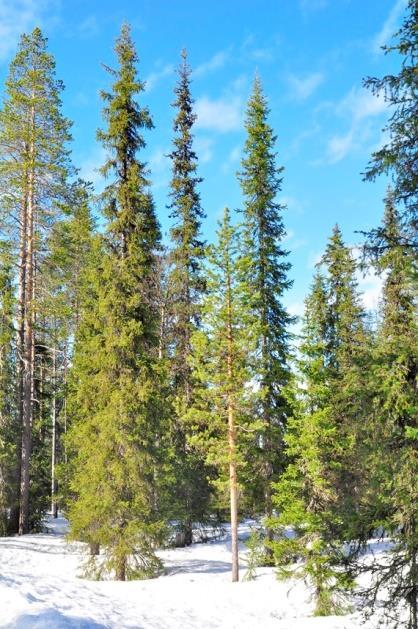 Kylmänkestävyys riippuu myös yksilön/populaation alkuperästä. Etelä-Suomen kuusi näyttää silloin tällöin kärsivän talvivaurioita pienemmissä pakkasissa kuin kuusi Pohjois- Suomessa.