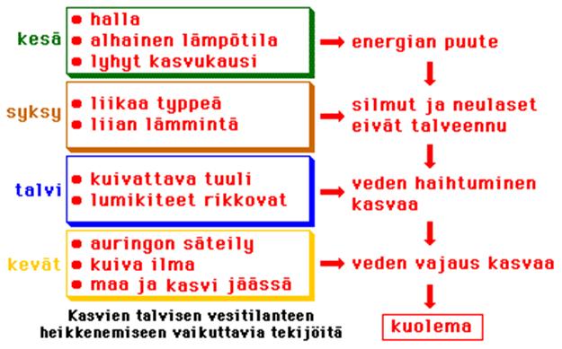 Pakkanen vai kuivuus - kumpi tappaa?