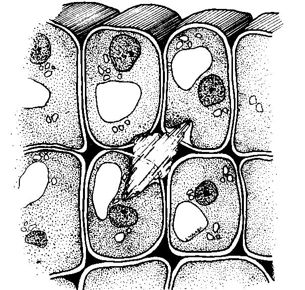 Solutason muutoksia Jääkiteiden muodostus eläviin soluihin on kohtalokasta mutta toisin kuin omissa soluissamme kasvisoluilla soluseinien ympäröimien solujen väleihin kiteitä voi muodostua!