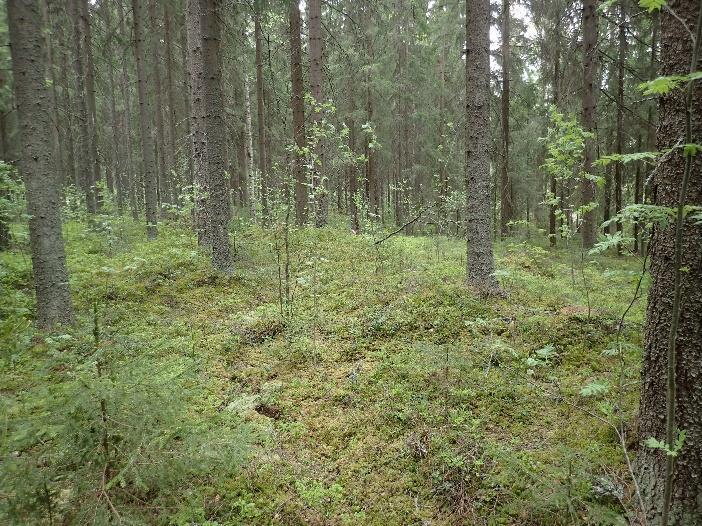 11 Oikea: Punaiset nuolet osoittavat laserkeilausaineiston perusteella tehdystä maastomallista havaitun rantamuodostuman.