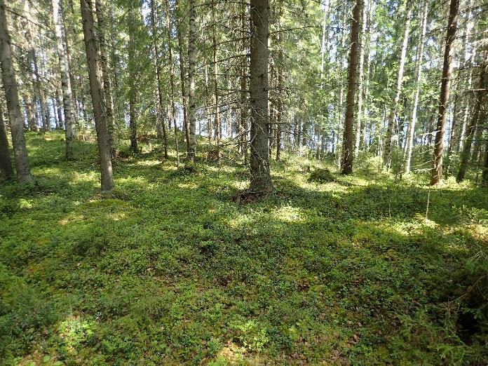 Insinööri- ja kiinteistötoimisto Havanka Oy tilasi muinaisjäännösinventoinnin 11.3.2017 Mikroliitti Oy:ltä. Pirkanmaan maakuntamuseo on lausunut asiasta tämän jälkeen (9.5.