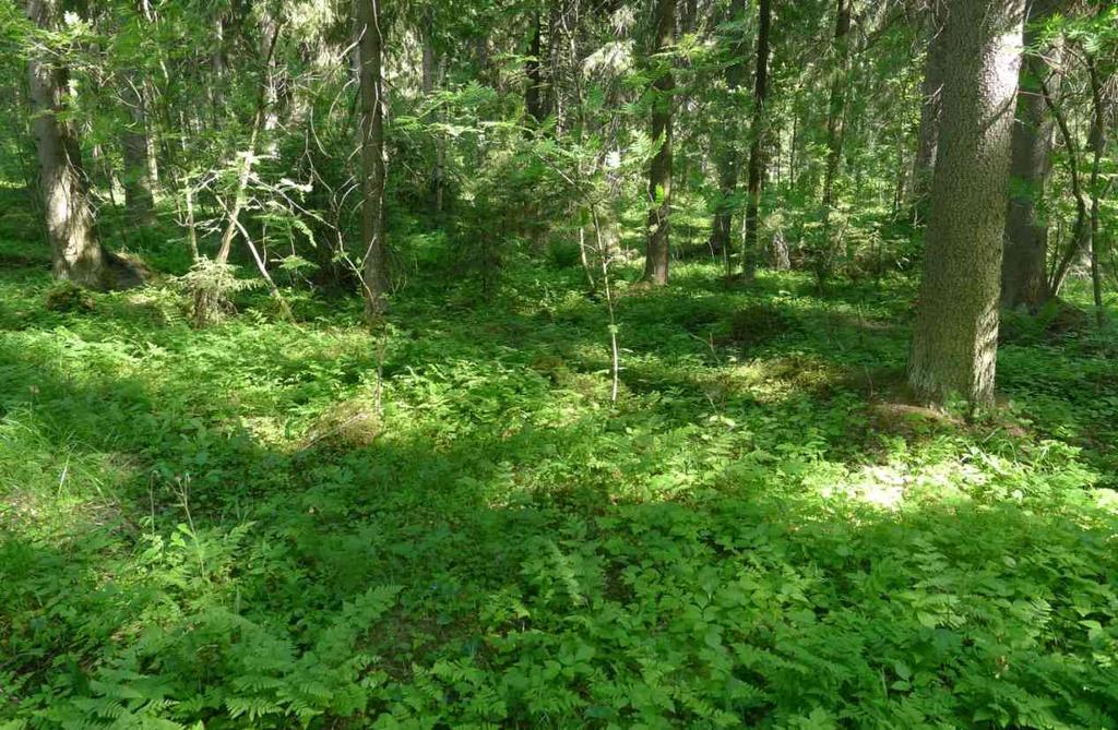 30 Kuva 5-9. Lehtomaista kangasmetsää Oulunmäen selvitysalueen kaakkoisosassa (A. Neumann 3.7.