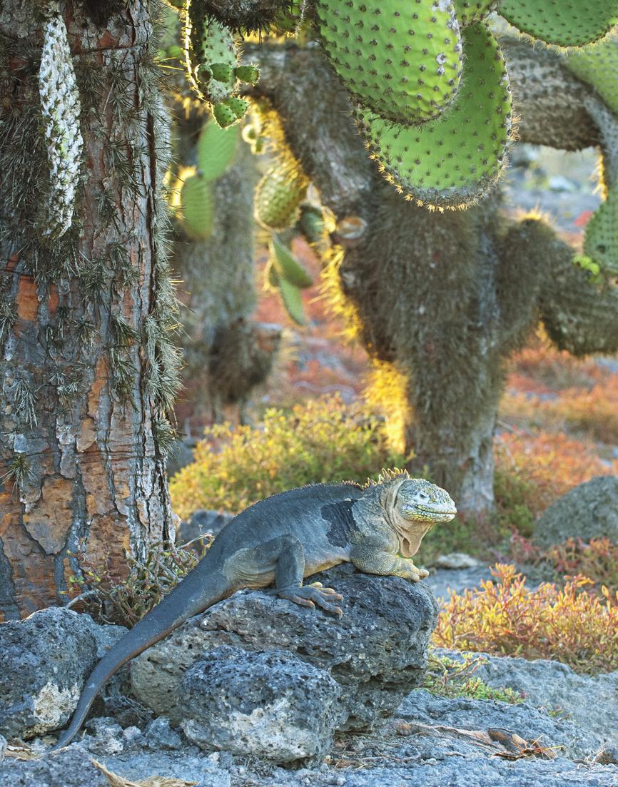 Luontoristeily Galapagossaarille & Sademetsäretki Amazonille Lennämme KLM:n hyvillä yhteyksillä suoraan Ecuadorin suurimpaan rannikkokaupunkiin Guayaquiliin.