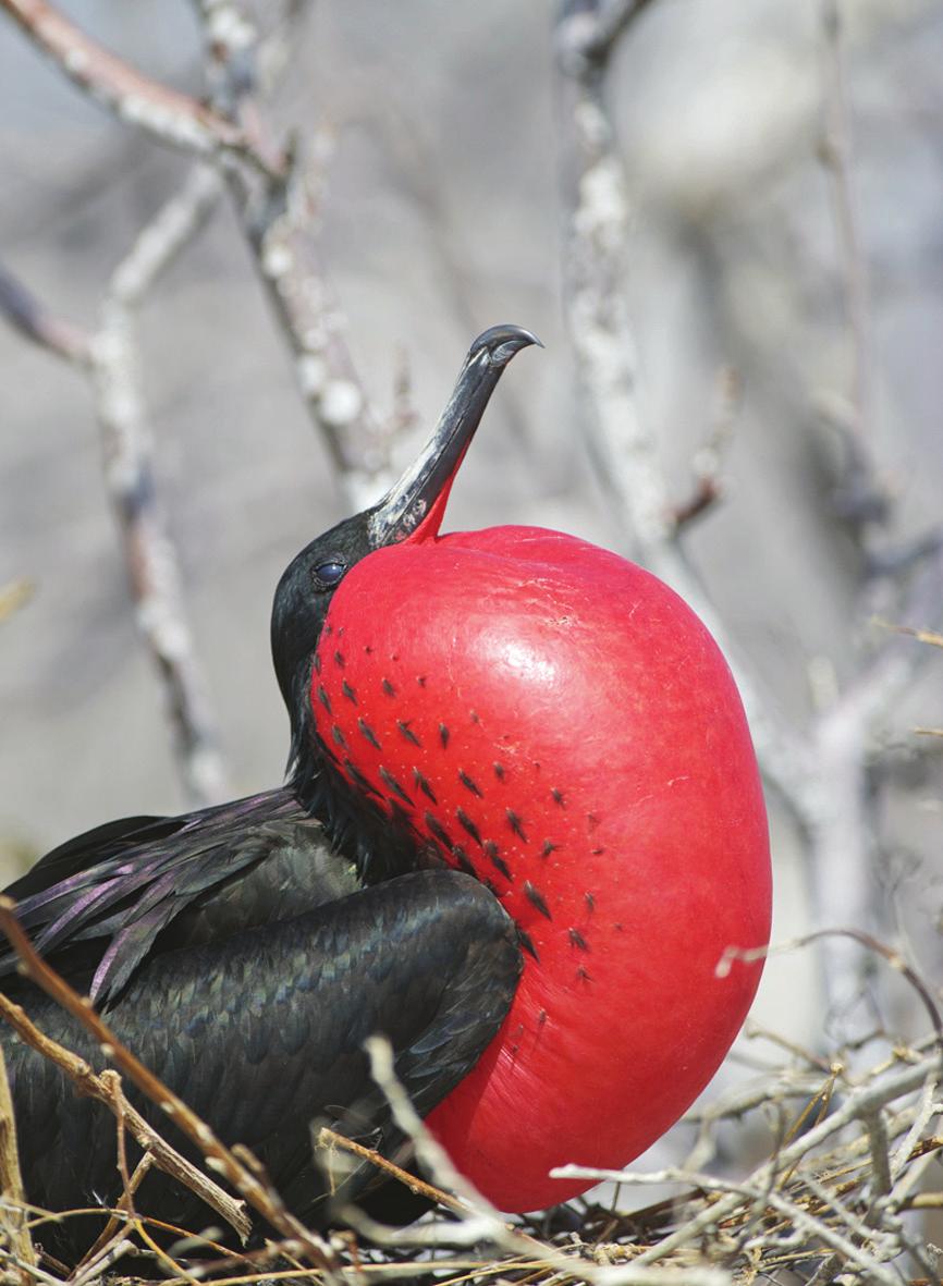 Suomen Kuvausmatkat oy Galapagos & Amazon Galapagokselle tehdään myös maissa tapahtuvaan majoitukseen perustuvia risteilyjä.