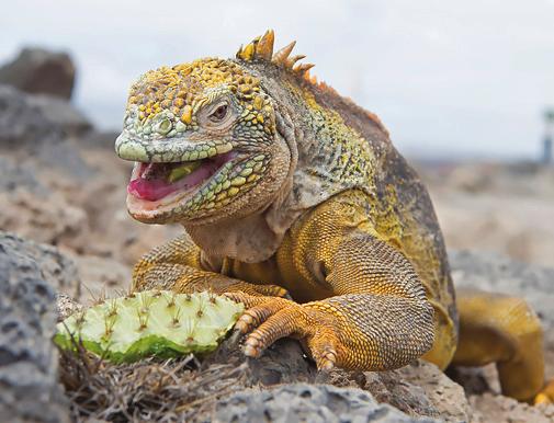 Suomen Kuvausmatkat oy Galapagos & Amazon Su 1.12.2019 Galapagos, South Plaza ja Santa Fe (A,L,P) Aamun sarastaessa merileijonien kutsuhuudot kantautuvat jo aluksellemme ennen aamiaista.