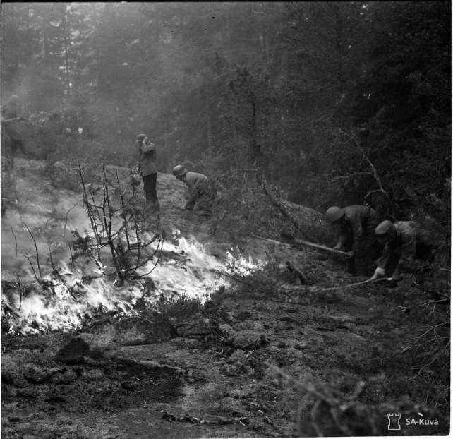 6. Metsäpalot tuhosivat paljon metsää Tämä metsä on palanut sodan aikana.