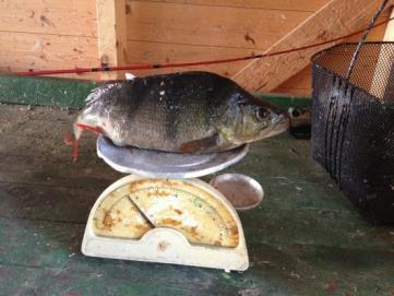 850 g:n ahven Markku Sandström Ankerias luikertelee karkuun Markku Sandström Päivällä jatkoin hirsien laittoa, kun sain hirret paikalleen, maalasin ne sekä terassin kaiteen yläpuun.