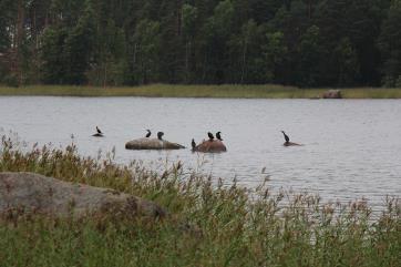 Tehtiin lämpimiä leipiä ja lämmitettiin takkaa. Illalla lämmitettiin sauna ja uitiin. La 17.8.