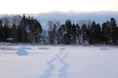 Raksun ja Saken eiliset jäljet Markku Sandström Myrskyn jälkiä kaakkoisrannalla Markku Sandström Aamun kajoa