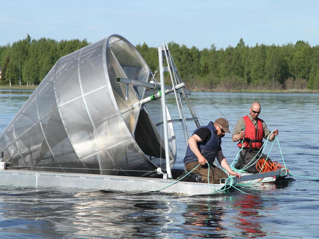 Poikasia pyydetään kesäkuun puolivälin jälkeen