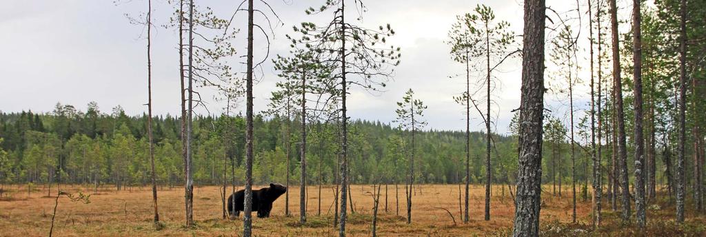 VN TEAS 2018 rahoittama hanke Uusia välineitä luonnon monimuotoisuuden suojelun ja ekosysteemipalveluiden turvaamisen valtavirtaistamiseksi 4.8.B.