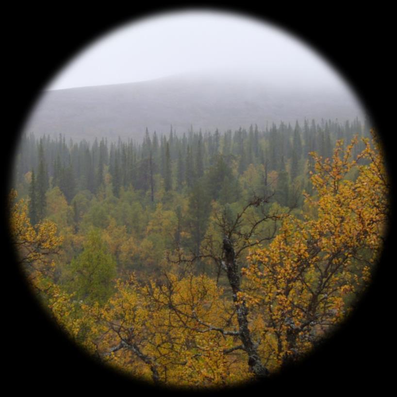 Suojelualueverkosto