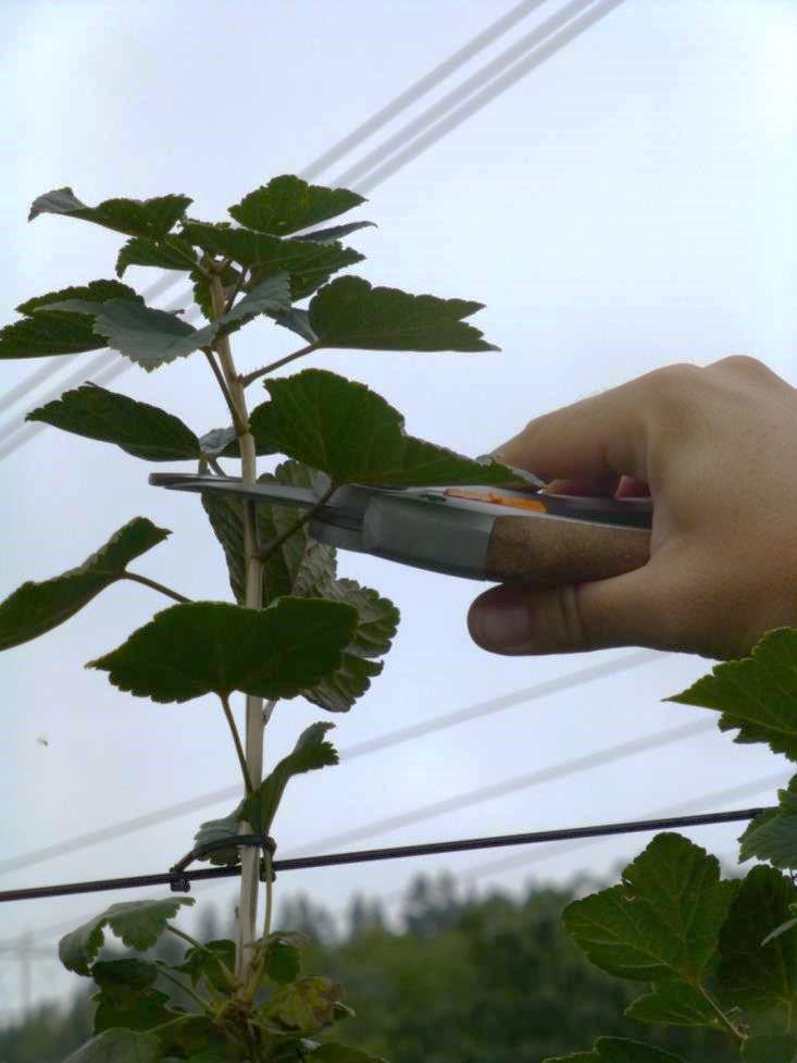 Ensimmäisenä kesänä poistetaan kukat Pääversot 180 cm mittaisiksi Sitten